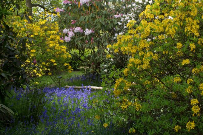 Azaleas Leigh Clapp Riverhill Garden