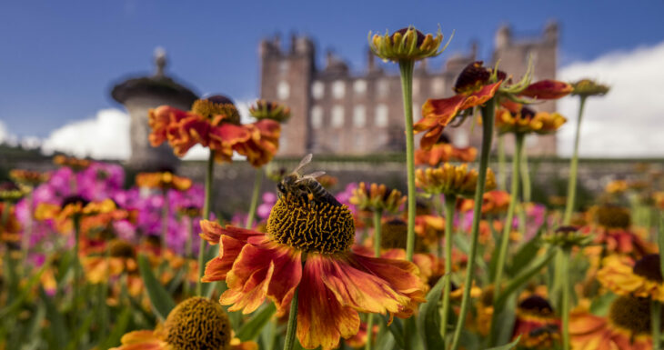Drumlanrig Castle flowers and bees