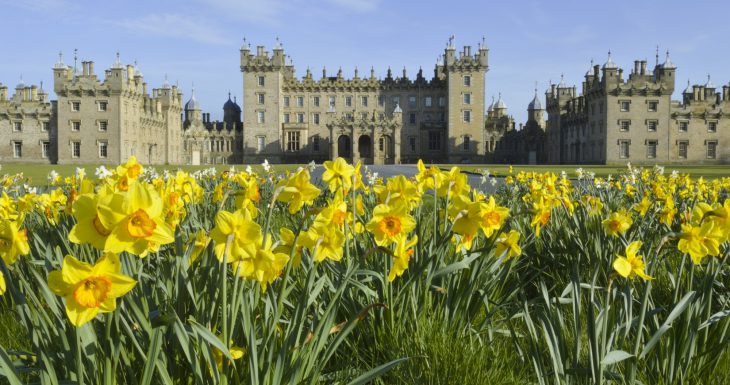 Floors Castle spring daffodils