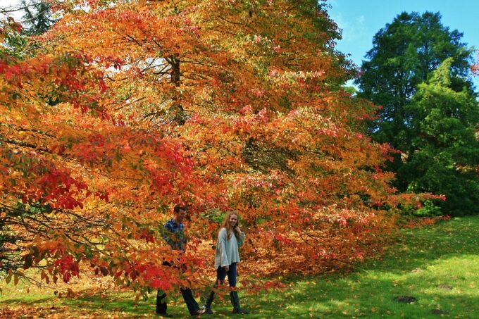 High Beeches Garden is the perfect place for a walk